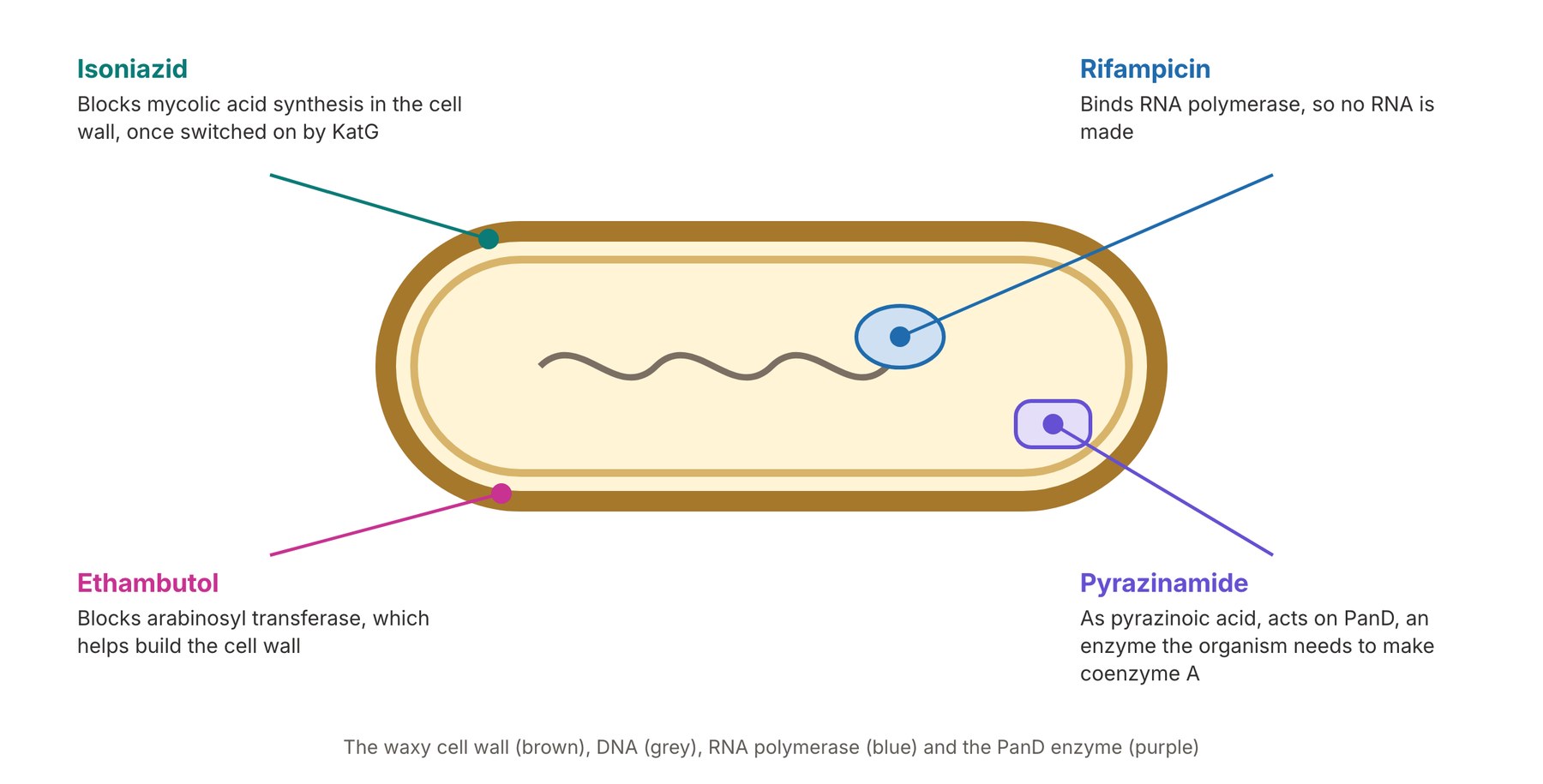 Where each first-line TB drug acts on Mycobacterium tuberculosis: isoniazid and ethambutol on the cell wall, rifampicin on RNA polymerase, pyrazinamide on PanD