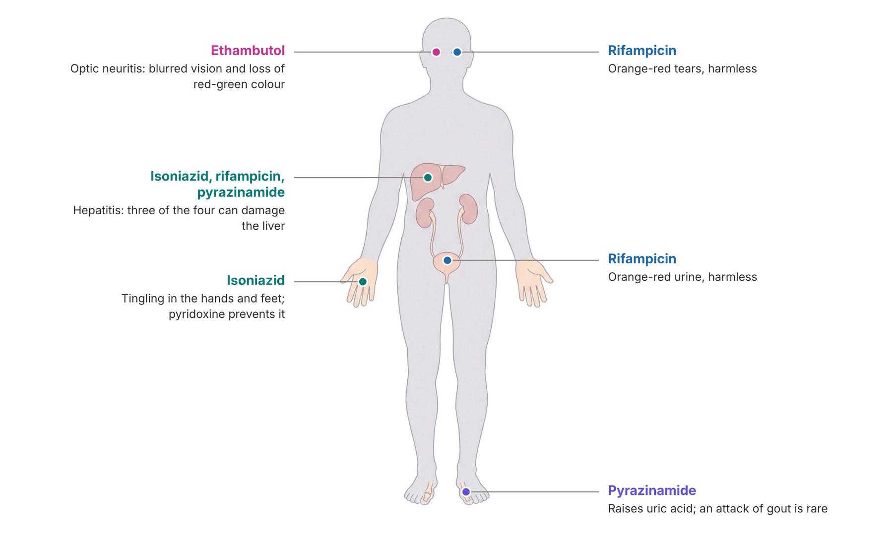 Where the side effects of the first-line TB drugs show on the body: eyes, tears and urine, liver, hands and feet, and the big toe