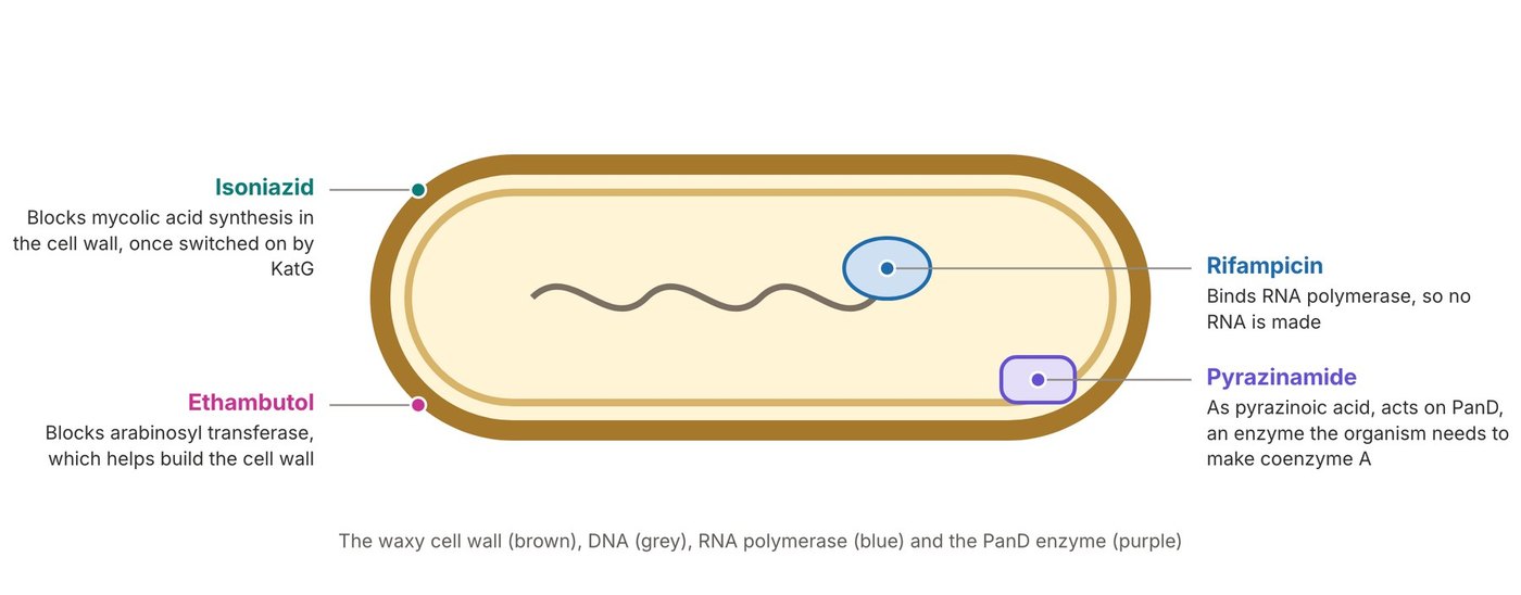 Where each first-line TB drug acts on Mycobacterium tuberculosis